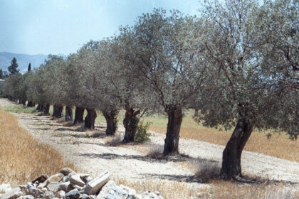 Cyprus Olive Oil Faces Challenges from Weak EU Regulations
