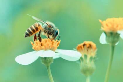 Adverse Weather Causes Significant Decline in Cypriot Honey Production