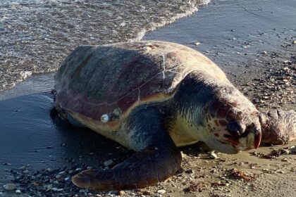 Parliament Moves to Close Loophole After Chloraka Turtle Abuse