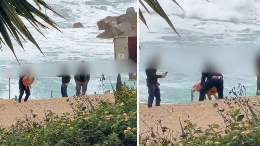 Culture of Animal Cruelty in Cyprus Highlighted by Paphos Turtle Abuse