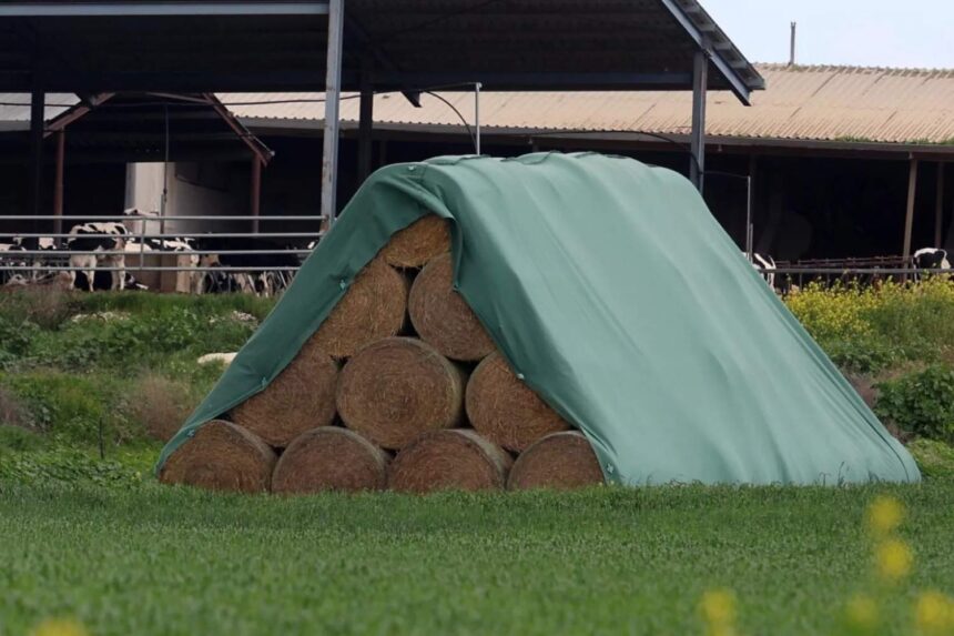 75-Year-Old Man Investigated for Hay Smuggling Linked to Foot-and-Mouth Disease