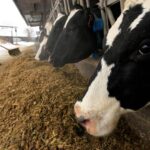 Foot-and-Mouth Disease Outbreak in Larnaca Prompts Culling of 300 Cattle