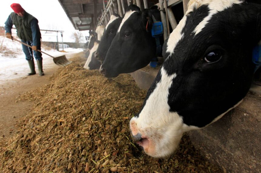 Foot-and-Mouth Disease Outbreak in Larnaca Prompts Culling of 300 Cattle