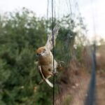 Poaching Incident in Larnaca Involves Man Caught with Wild Birds