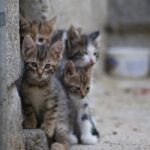 Animal Groups Call for Calm Amid Reports of Cat Disappearances in Cyprus