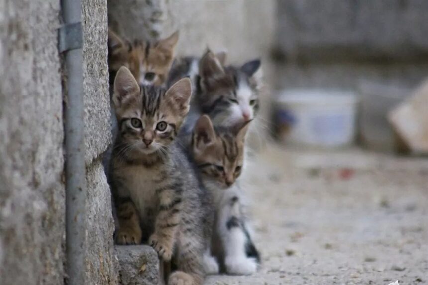 Animal Groups Call for Calm Amid Reports of Cat Disappearances in Cyprus