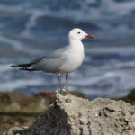 Audouin s: Cyprus's Rare Audouin's Gull Colony Faces Urgent Protection Needs