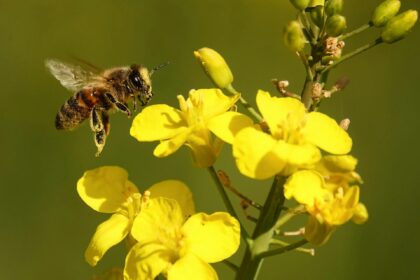 Bee Brains Inspire Innovative Computer Chip Development