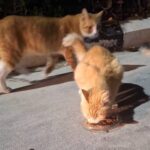 Suspect Identified in Nicosia Cat Abduction Case