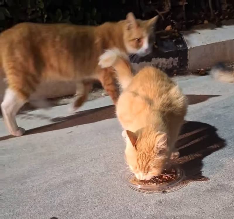 Suspect Identified in Nicosia Cat Abduction Case