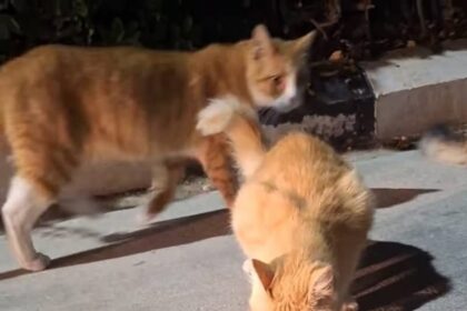 Ecologists Criticise Authorities for Inaction on Cat Disappearances