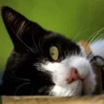 Latsia Cat Abduction Case Sparks Outrage and Calls for Action