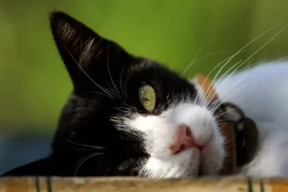 Latsia Cat Abduction Case Sparks Outrage and Calls for Action