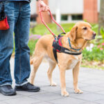 House Committee Debates Guide Dog Bill Amid Disagreement