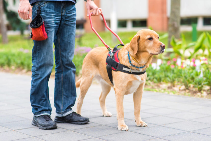 House Committee Debates Guide Dog Bill Amid Disagreement