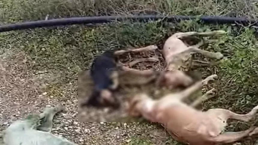 Dogs dead: Green Party Demands Investigation After Dogs Found Dead in Reservoir