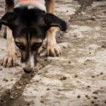 Cyprus Faces Stray Dog Crisis Amid Low Registration Numbers