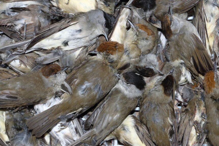 Over 726,000 Birds Illegally Killed in 2025