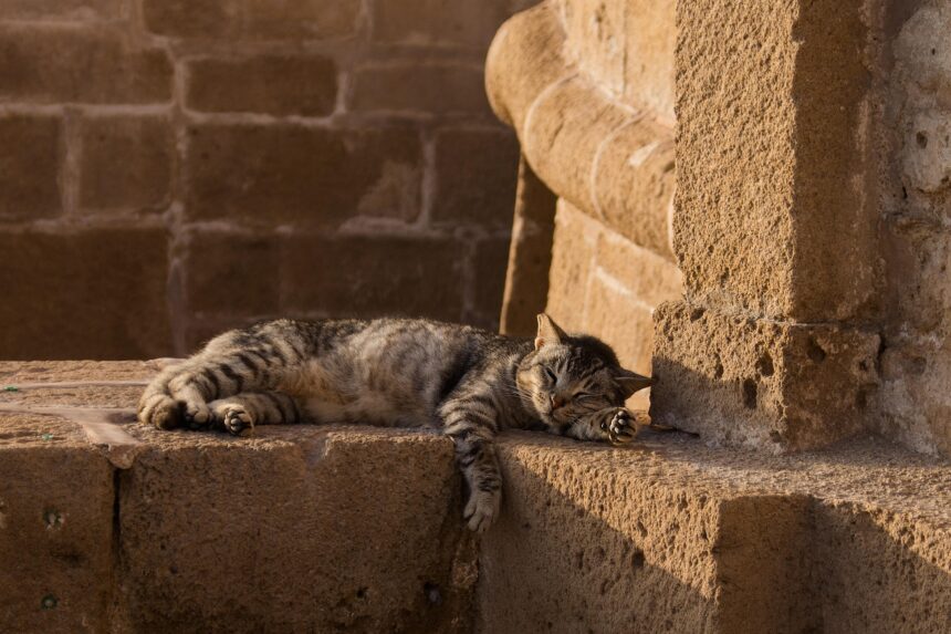 Paralimni-Deryneia Municipality Expands Support for Stray Cats