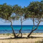 Navigating Choice: A Contrast Between Cyprus and the UK