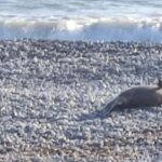 Dead Dolphin on Paphos Beach Raises Concerns Over Authorities' Response
