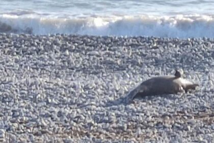 Dead Dolphin on Paphos Beach Raises Concerns Over Authorities' Response