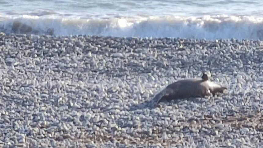 Dead Dolphin on Paphos Beach Raises Concerns Over Authorities' Response