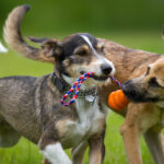Higher Fees Proposed for Unsterilised Dogs