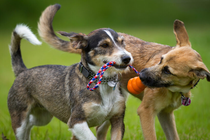Higher Fees Proposed for Unsterilised Dogs