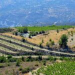 Cyprus’ Hidden Gem Winery: Nelion