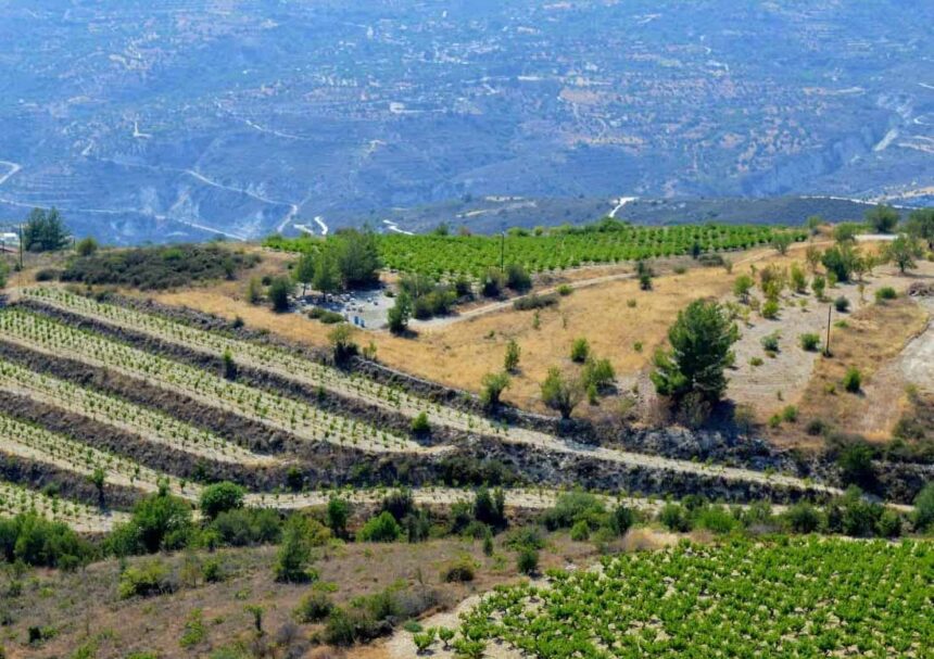 Cyprus’ Hidden Gem Winery: Nelion