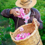 Smell the: Experience the Fragrance of Roses at Agros Village Festival This May