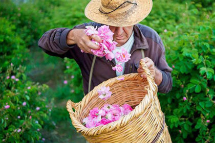 Smell the: Experience the Fragrance of Roses at Agros Village Festival This May