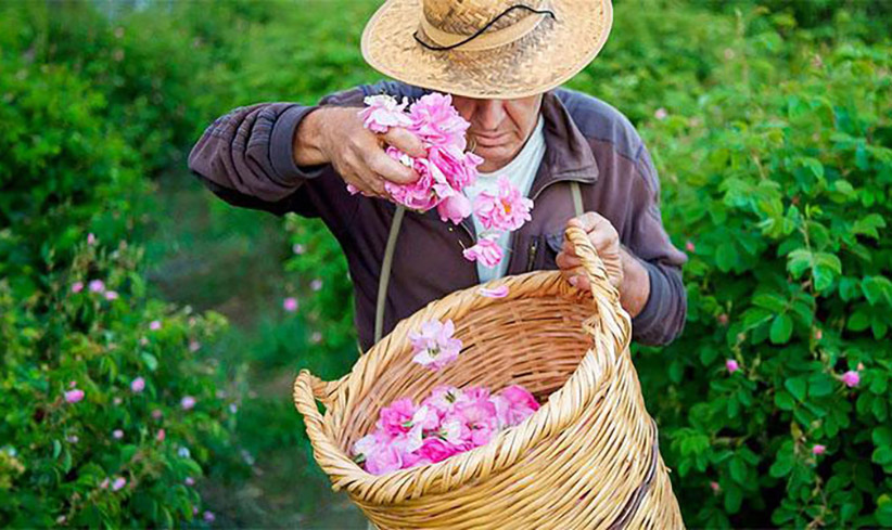 Smell the: Experience the Fragrance of Roses at Agros Village Festival This May