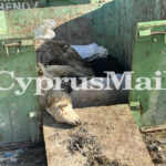 Authorities Deny Improper Disposal of Culled Sheep in Athienou