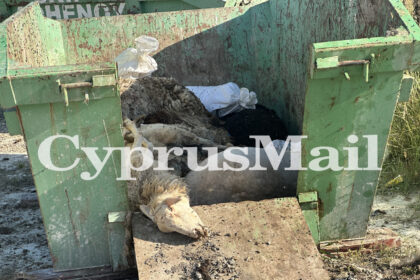 Authorities Deny Improper Disposal of Culled Sheep in Athienou