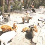 Cyprus cats: Study Shows How Far Cyprus’ Cats Roam and Its Impact on Wildlife