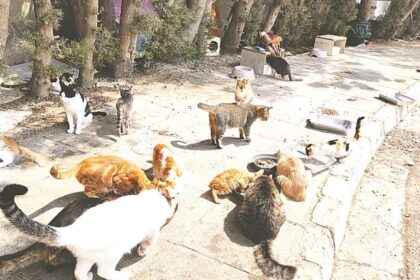 Cyprus cats: Study Shows How Far Cyprus’ Cats Roam and Its Impact on Wildlife