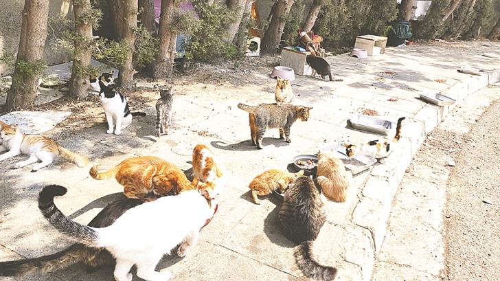 Cyprus cats: Study Shows How Far Cyprus’ Cats Roam and Its Impact on Wildlife