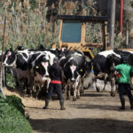 Farmers Protest Government's FMD Compensation Package Over Disputes