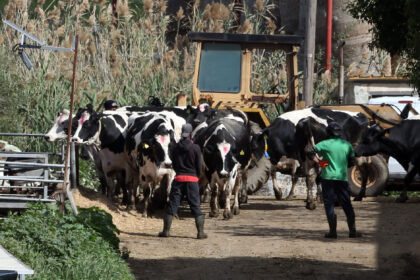 Farmers Protest Government's FMD Compensation Package Over Disputes