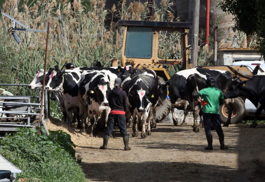 Farmers Protest Government's FMD Compensation Package Over Disputes