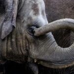 Soft Robot Inspired by Elephant Trunk Revolutionises Gripping Technology