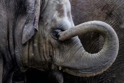 Soft Robot Inspired by Elephant Trunk Revolutionises Gripping Technology