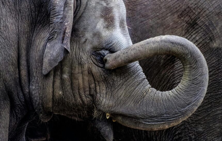 Soft Robot Inspired by Elephant Trunk Revolutionises Gripping Technology