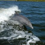 Brazen Dolphins Disrupt Fishing in Cyprus