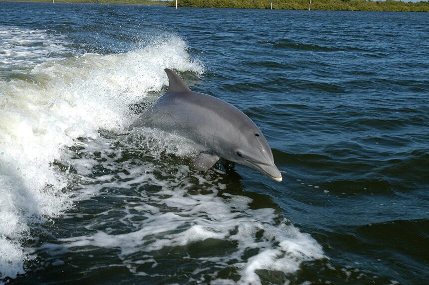 Brazen Dolphins Disrupt Fishing in Cyprus