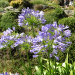 What to Plant for a Garden Full of Flowers