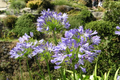 What to Plant for a Garden Full of Flowers