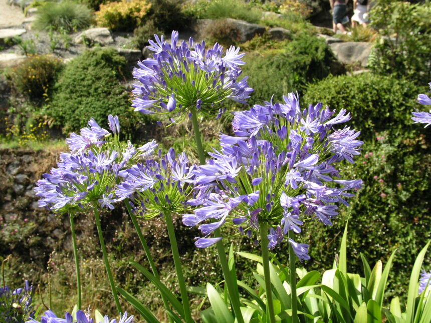 What to Plant for a Garden Full of Flowers